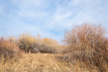 Kazakistan, yalnız ağaç erken baharda bozkırlarında. 