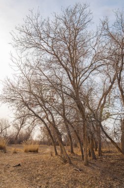 Kazakistan, yalnız ağaç erken baharda bozkırlarında. 
