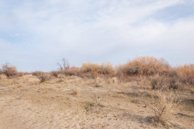 Kazakistan, yalnız ağaç erken baharda bozkırlarında. 