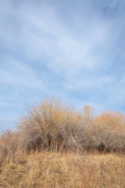 Kazakistan, yalnız ağaç erken baharda bozkırlarında. 
