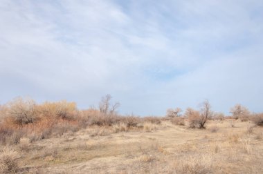 Kazakistan, yalnız ağaç erken baharda bozkırlarında. 