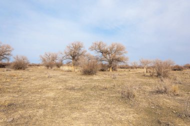 Kazakistan, yalnız ağaç erken baharda bozkırlarında. 