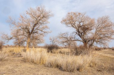 Kazakistan, yalnız ağaç erken baharda bozkırlarında. 