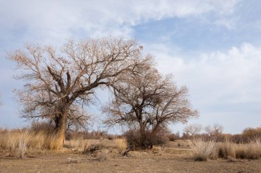Kazakistan, yalnız ağaç erken baharda bozkırlarında. 