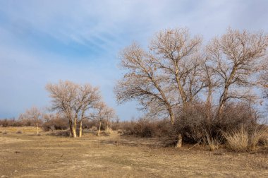 Kazakistan, yalnız ağaç erken baharda bozkırlarında. 
