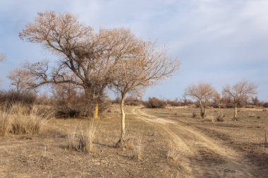 Kazakistan, yalnız ağaç erken baharda bozkırlarında. 