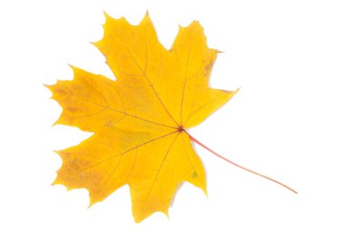 sonbahar yaprakları, beyaz zemin üzerine stüdyo fotoğrafı