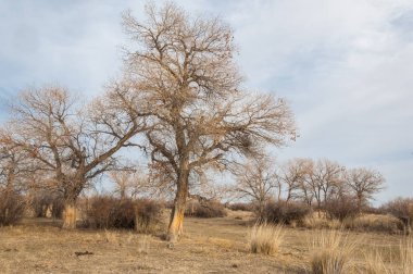 Kazakistan, yalnız ağaç erken baharda bozkırlarında. 