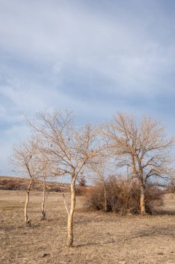 Kazakistan, yalnız ağaç erken baharda bozkırlarında. 