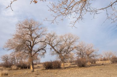 Kazakistan, yalnız ağaç erken baharda bozkırlarında. 