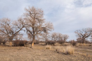 Kazakistan, yalnız ağaç erken baharda bozkırlarında. 
