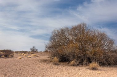 Kazakistan, yalnız ağaç erken baharda bozkırlarında. 
