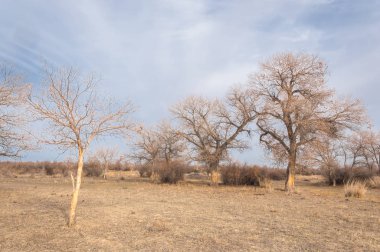 Kazakistan, yalnız ağaç erken baharda bozkırlarında. 