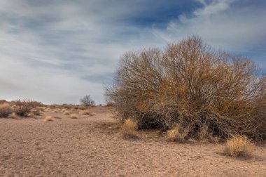 Kazakistan, yalnız ağaç erken baharda bozkırlarında. 