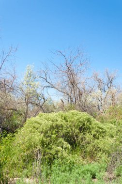 bozkır, çayır, veld, veldt. Güneydoğu Avrupa ve Sibirya düz unforested otlak geniş bir alanda.