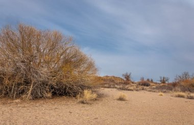 Kazakistan, yalnız ağaç erken baharda bozkırlarında. 