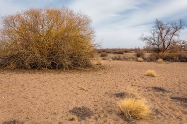 Kazakistan, yalnız ağaç erken baharda bozkırlarında. 