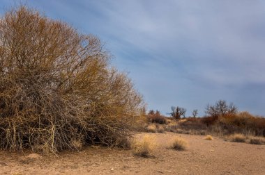 Kazakistan, yalnız ağaç erken baharda bozkırlarında. 
