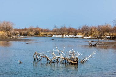 nehir son buz. Son buz parçası. son buz Ili Nehri üzerinde iğne. Orta Asya, Kazakistan bozkırlarında