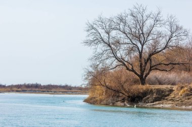 nehir son buz. Son buz parçası. son buz Ili Nehri üzerinde iğne. Orta Asya, Kazakistan bozkırlarında