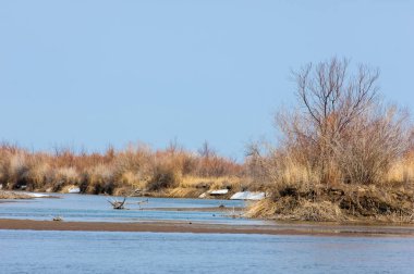 nehir son buz. Son buz parçası. son buz Ili Nehri üzerinde iğne. Orta Asya, Kazakistan bozkırlarında