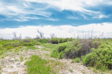 bozkır, çayır, veld, veldt. Güneydoğu Avrupa ve Sibirya düz unforested otlak geniş bir alanda.