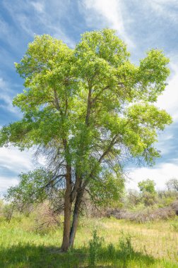 bozkır, çayır, veld, veldt. Güneydoğu Avrupa ve Sibirya düz unforested otlak geniş bir alanda.