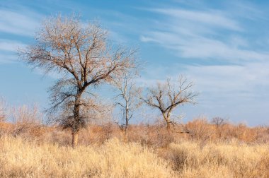 bozkır bozkırlarında Kazakistan, yalnız ağaç erken bahar. 