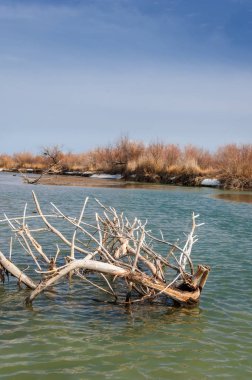 nehir son buz. Son buz parçası. son buz Ili Nehri üzerinde iğne. Orta Asya, Kazakistan bozkırlarında