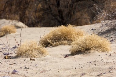 kum bahar bozkır. ağaçlar ve kum mavi gökyüzü arka plan üzerinde. Kazakistan bozkırlarında
