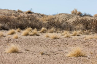 kum bahar bozkır. ağaçlar ve kum mavi gökyüzü arka plan üzerinde. Kazakistan bozkırlarında