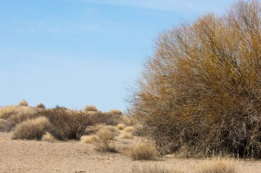 kum bahar bozkır. ağaçlar ve kum mavi gökyüzü arka plan üzerinde. Kazakistan bozkırlarında