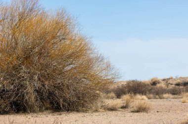 kum bahar bozkır. ağaçlar ve kum mavi gökyüzü arka plan üzerinde. Kazakistan bozkırlarında
