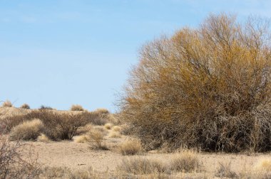 kum bahar bozkır. ağaçlar ve kum mavi gökyüzü arka plan üzerinde. Kazakistan bozkırlarında