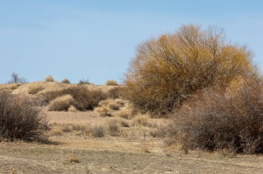 kum bahar bozkır. ağaçlar ve kum mavi gökyüzü arka plan üzerinde. Kazakistan bozkırlarında