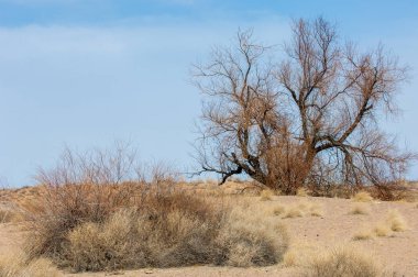 kum bahar bozkır. ağaçlar ve kum mavi gökyüzü arka plan üzerinde. Kazakistan bozkırlarında