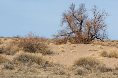 kum bahar bozkır. ağaçlar ve kum mavi gökyüzü arka plan üzerinde. Kazakistan bozkırlarında
