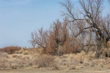 kum bahar bozkır. ağaçlar ve kum mavi gökyüzü arka plan üzerinde. Kazakistan bozkırlarında