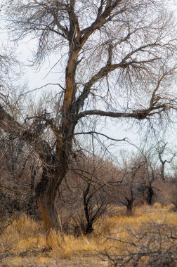 kum bahar bozkır. ağaçlar ve kum mavi gökyüzü arka plan üzerinde. Kazakistan bozkırlarında