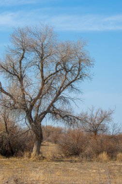 kum bahar bozkır. ağaçlar ve kum mavi gökyüzü arka plan üzerinde. Kazakistan bozkırlarında