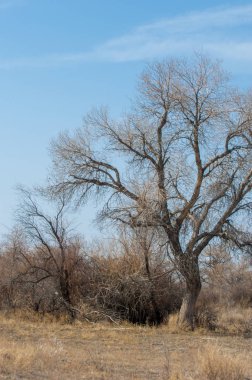 kum bahar bozkır. ağaçlar ve kum mavi gökyüzü arka plan üzerinde. Kazakistan bozkırlarında