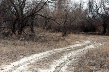 kum bahar bozkır. ağaçlar ve kum mavi gökyüzü arka plan üzerinde. Kazakistan bozkırlarında