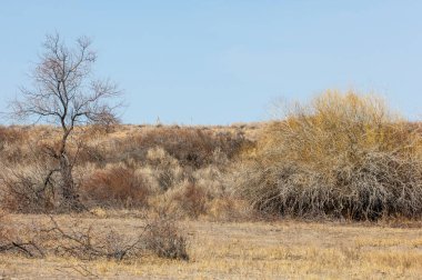 kum bahar bozkır. ağaçlar ve kum mavi gökyüzü arka plan üzerinde. Kazakistan bozkırlarında