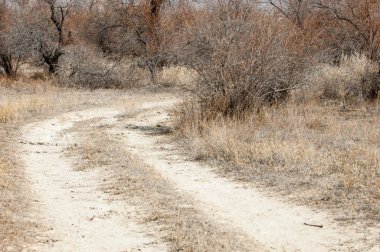 kum bahar bozkır. ağaçlar ve kum mavi gökyüzü arka plan üzerinde. Kazakistan bozkırlarında
