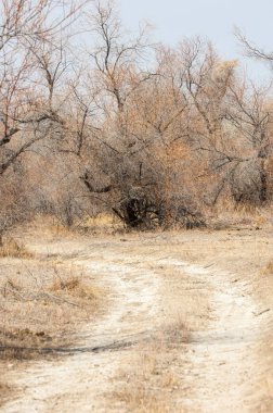 kum bahar bozkır. ağaçlar ve kum mavi gökyüzü arka plan üzerinde. Kazakistan bozkırlarında