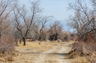 kum bahar bozkır. ağaçlar ve kum mavi gökyüzü arka plan üzerinde. Kazakistan bozkırlarında