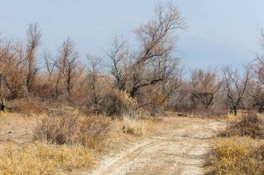 kum bahar bozkır. ağaçlar ve kum mavi gökyüzü arka plan üzerinde. Kazakistan bozkırlarında