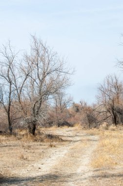 kum bahar bozkır. ağaçlar ve kum mavi gökyüzü arka plan üzerinde. Kazakistan bozkırlarında