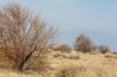 kum bahar bozkır. ağaçlar ve kum mavi gökyüzü arka plan üzerinde. Kazakistan bozkırlarında