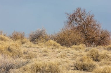 kum bahar bozkır. ağaçlar ve kum mavi gökyüzü arka plan üzerinde. Kazakistan bozkırlarında